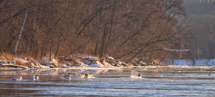 Trumpeter Swans on a "go around" landing approach