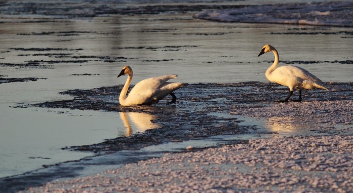 Swans