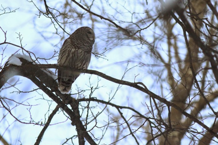 Barred owl