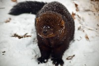 Porcupine-Hunting Weasel Species Returns to St. Croix River Country