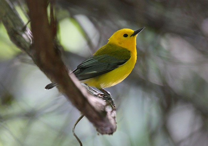 "Prothonotary Warbler" by Dominic Sherony - originally posted to Flickr as Prothonotary Warbler. Licensed under CC BY-SA 2.0 via Wikimedia Commons - http://commons.wikimedia.org/wiki/File:Prothonotary_Warbler.jpg#mediaviewer/File:Prothonotary_Warbler.jpg