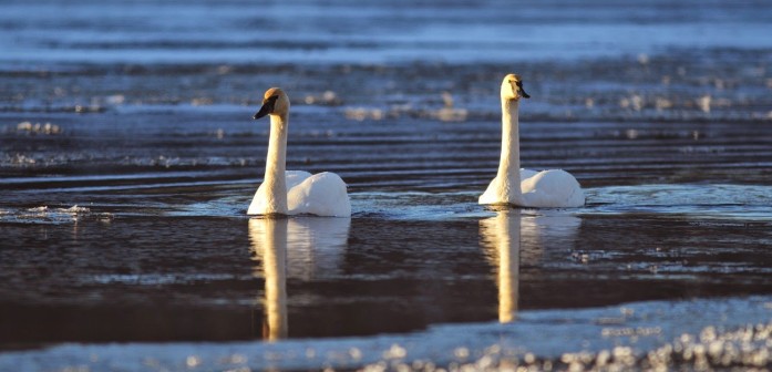Trumpeter Swans among the ice flows