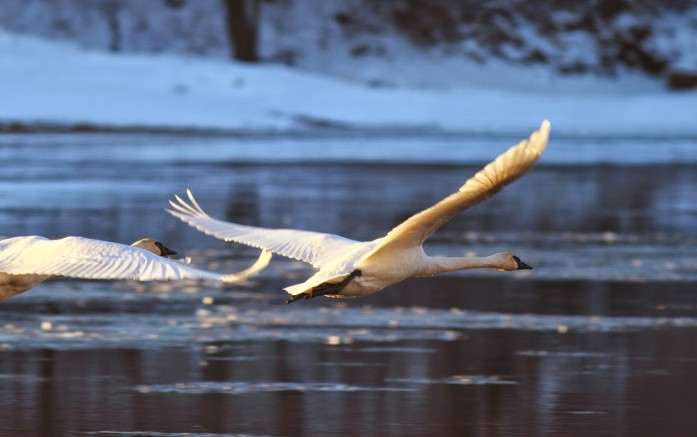 Swans
