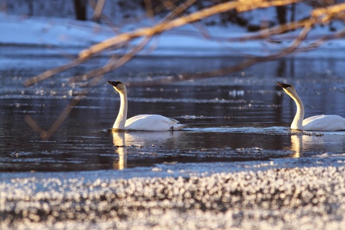 Swans