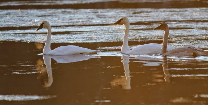 Swan music, warm breath, cold air...