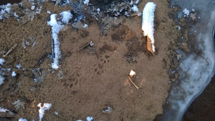 Otter tracks and ice, Saint Croix River