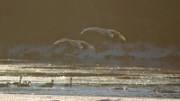 Ice Flows and a Walk in Beauty