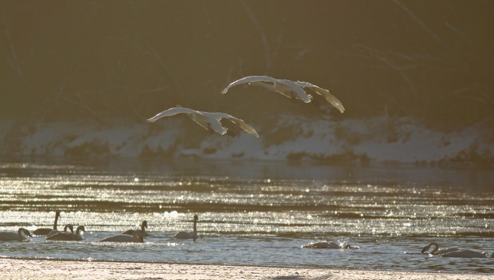 Swans