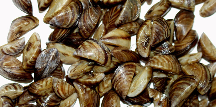 Zebra mussels (USGS photo)