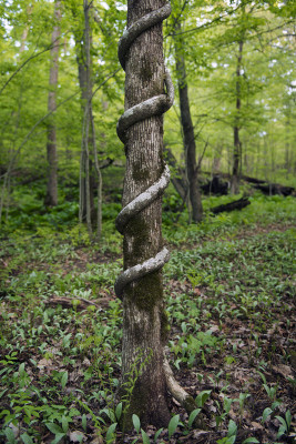 Wert Family Nature Preserve (Photo by Ryan Rodgers)