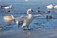 Sick Swan Rescue Spotlights Severity of Lead Poisoning Problem