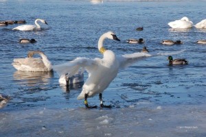 The mother swan that saved a cygnet's life.