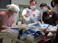 Speaker Event: Saving Sick Swans and Other Wildlife