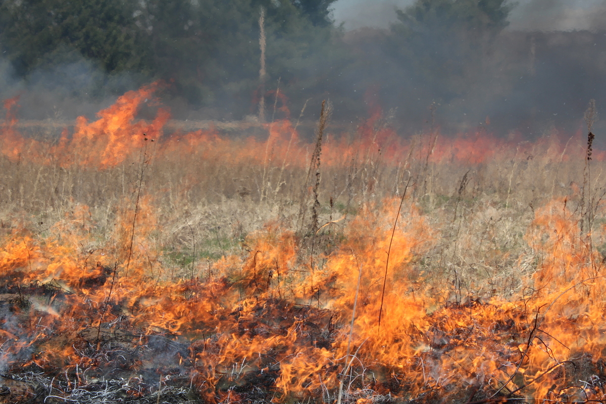 A prescribed prairie burn.