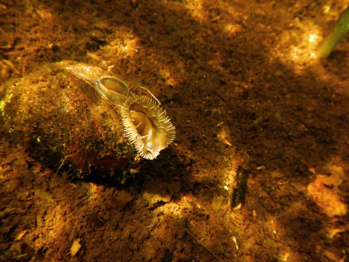 A mussel in the river, photo by Jaden