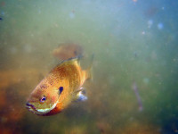 Young Photographers Go Back Underwater