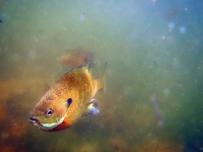 “Bluegill” by Jason