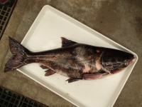 A bighead carp captured by the Minnesota DNR near Bayport this week after anglers reported catching the invasive fish in the area. (Photo via MN DNR)