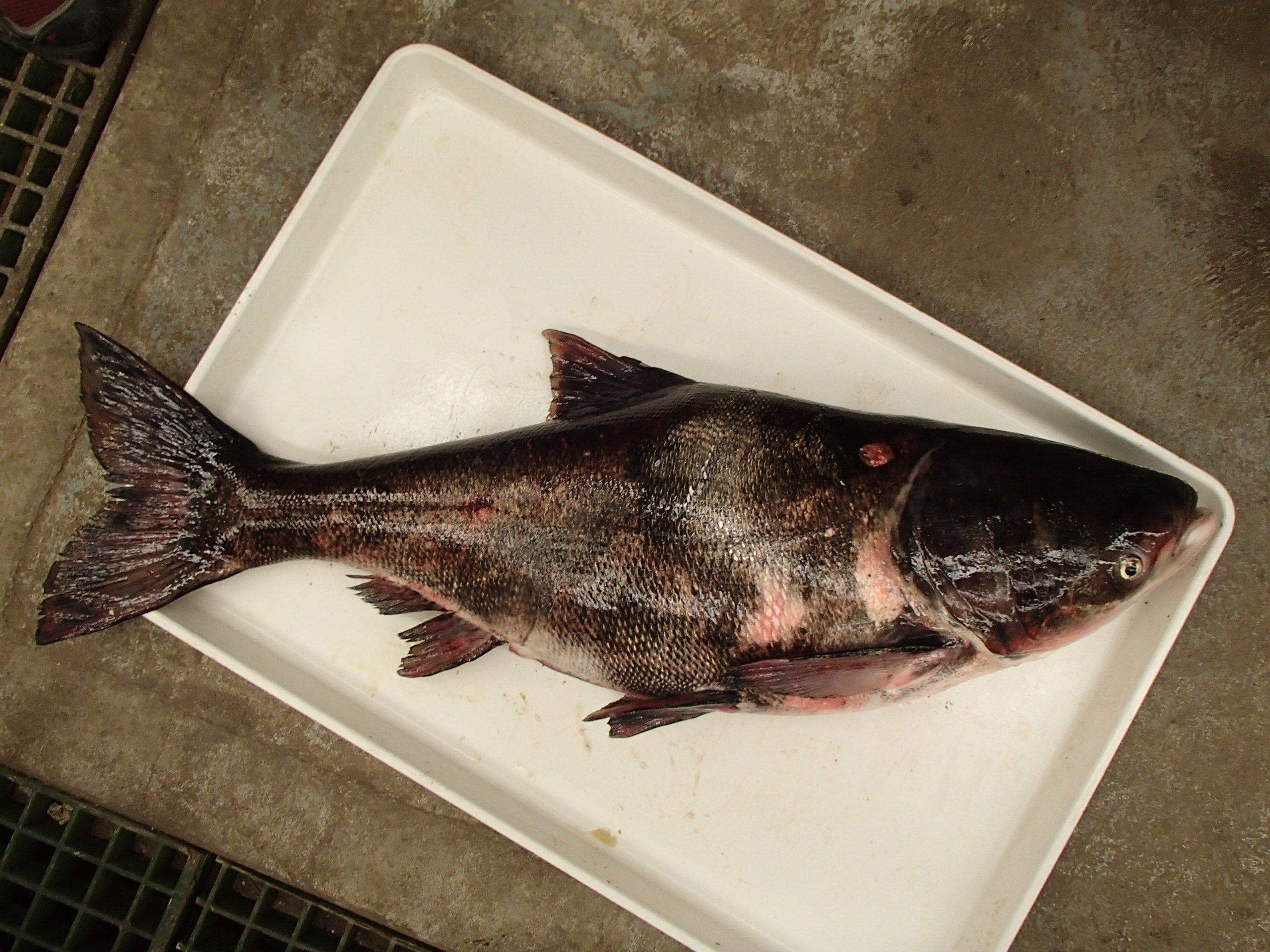 A bighead carp captured by the Minnesota DNR near Bayport this week after anglers reported catching the invasive fish in the area. (Photo via MN DNR)