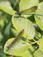Citizen Scientists Sought for St. Croix Insect Survey