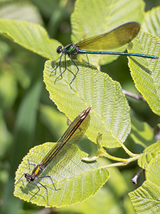Damselflies on leaves