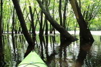 Threading through flooded timber on the St. Croix River backwaters.