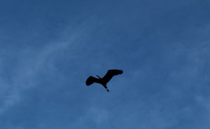 IMG_1664