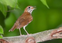 We Now Know Where One Imperiled St. Croix Valley Bird Spends the Winter