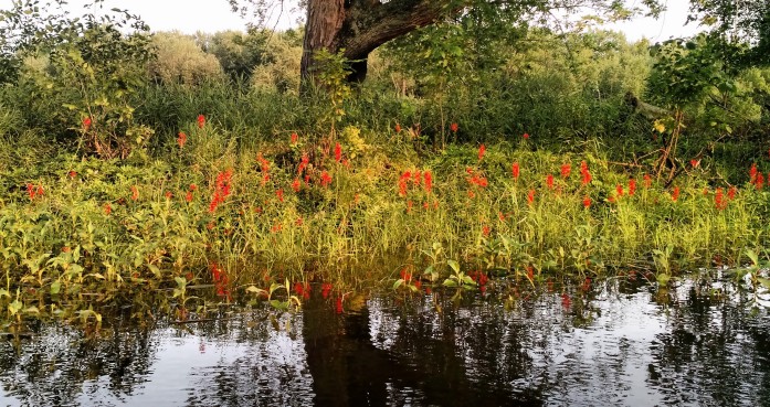 Cardinal flowers on the banks of the St. Croix River