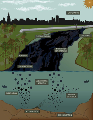 Processes affecting the composition, amount, and behavior of diluted bitumen.