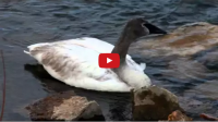 Video Of A St. Croix River Swan With Lead Poisoning Is A Call To Action