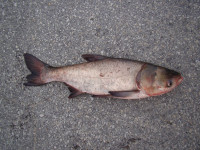 ‘Amazing’ Progress Reported on Keeping Carp Out of the St. Croix