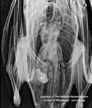 Swan x-ray image showing lead pieces as white objects, and are mixed in with grit or sand that aid the bird in grinding up its diet in the gizzard.