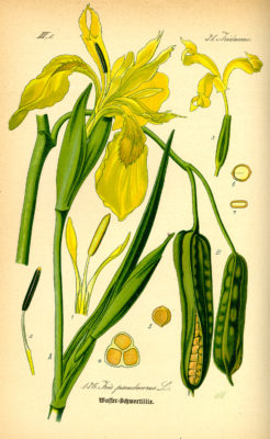 Yellow iris illustration
