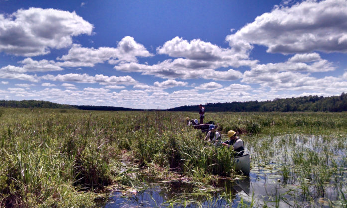 Removing invasive yellow iris on the St. Croix Flowage near Solon Springs, WI (Photo by....)