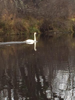 Muskie the Trumpeter Swan on the St. Croix River near Danbury, Wis. (Jeff Butler photo)