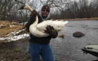Injured St. Croix River swan saved from suffering