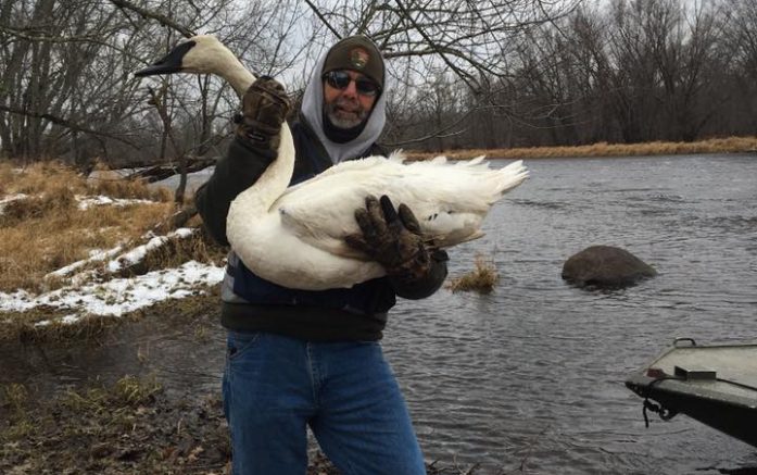 Jeff Butler holding Muskie the trumpeter swan. (Photo courtesy Jeff Butler)
