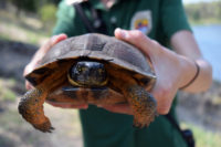 Endangered wood turtles featured in Hayward presentation on Jan. 19