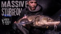Video: Catching and releasing more big St. Croix sturgeon