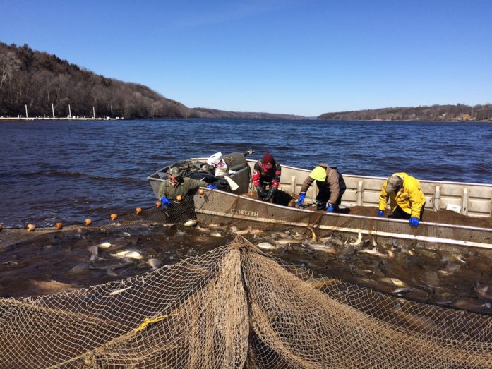 Photos: Hauling in fishing nets on the St. Croix River St. Croix 360 Photos: Hauling in fishing nets on the St. Croix River St. Croix 360