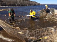 From big trees to big fish: Top St. Croix stories of 2017 spanned many subjects