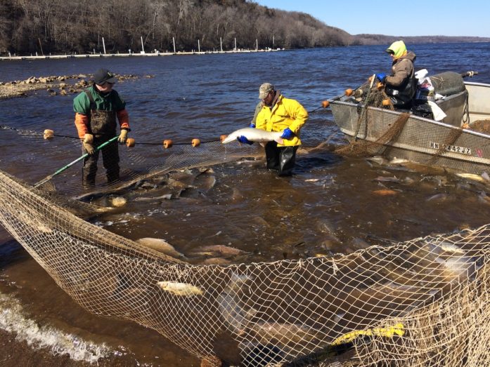 Photos: Hauling in fishing nets on the St. Croix River  St. Croix 360