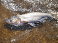 Study: Invasive carp hurt Mississippi River sport fishing