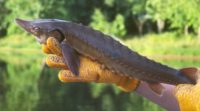 Federal agency to consider endangered species designation for sturgeon