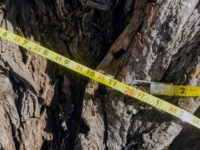 St. Croix Valley willow tree declared the biggest in Minnesota — and probably America