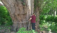 St. Croix Valley tree is officially the biggest of its kind in the country