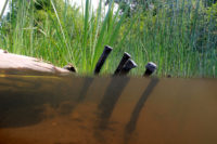 Under the Surface: Revealing the Unseen Side of the St. Croix
