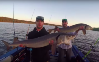 Fish on: Anglers catch big catfish and sturgeon on the St. Croix