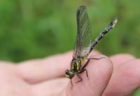 Dragonfly hunters from border states plan to meet on the St. Croix and search out unique species